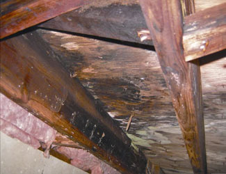 Mold and rot in a Windsor crawl space