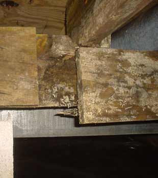 Extensive basement rot found in Sarnia by Advanced Basement Systems