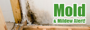 mould & Mildew Alert!